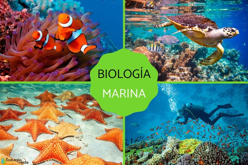 Mejores universidades en México para estudiar Biología Marina